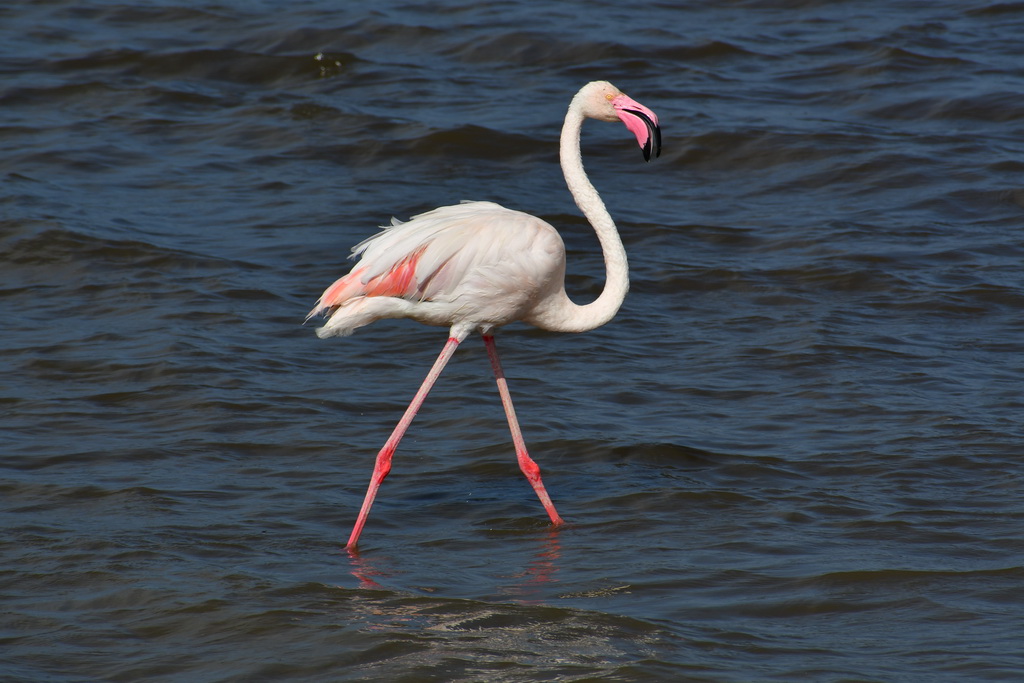 Ngorongoro Crater